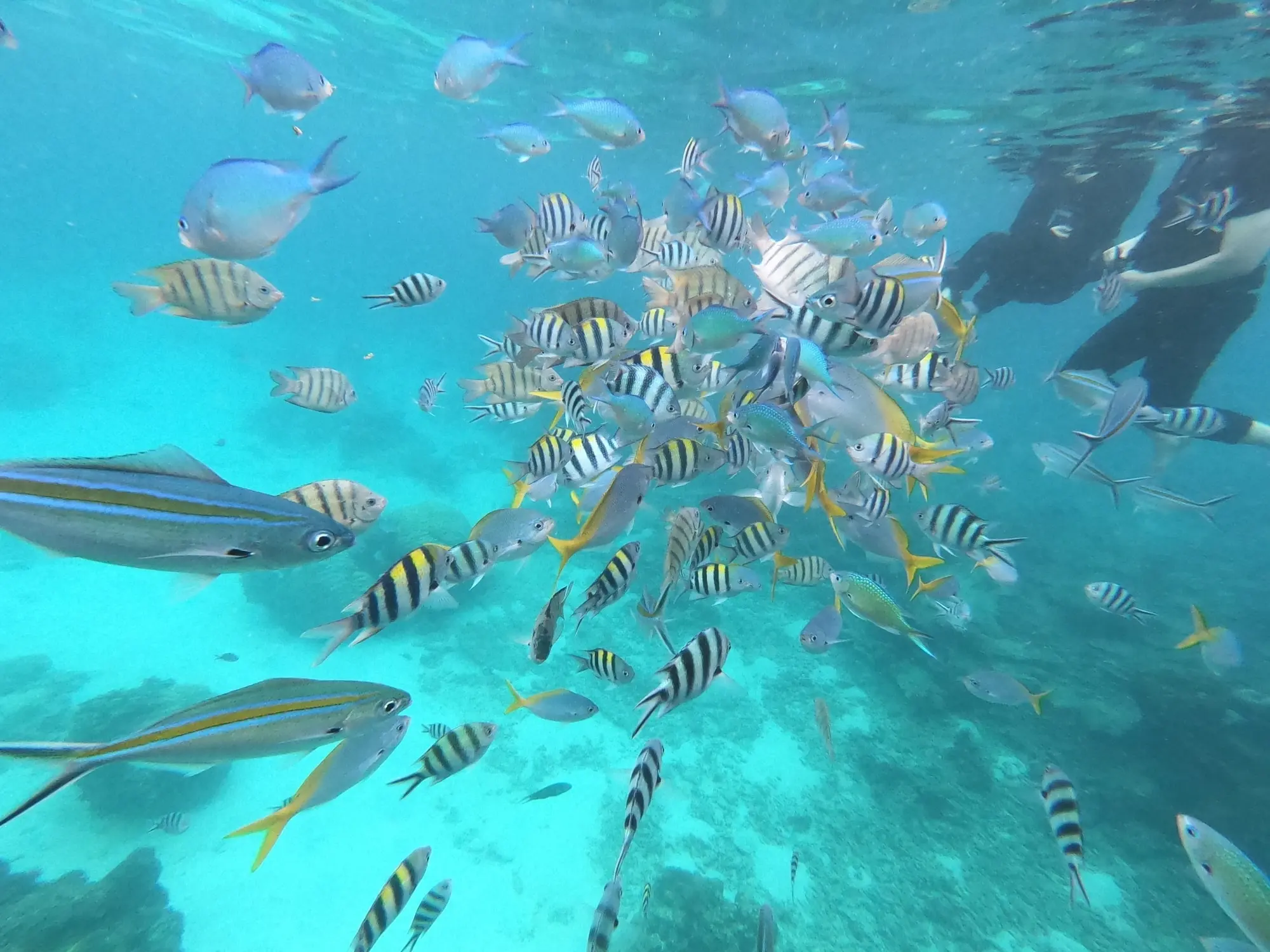 Snorkeling Day Trip Pulau Redang